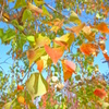 錦秋色晴天　紅葉簾　４－１「来紅葉」
