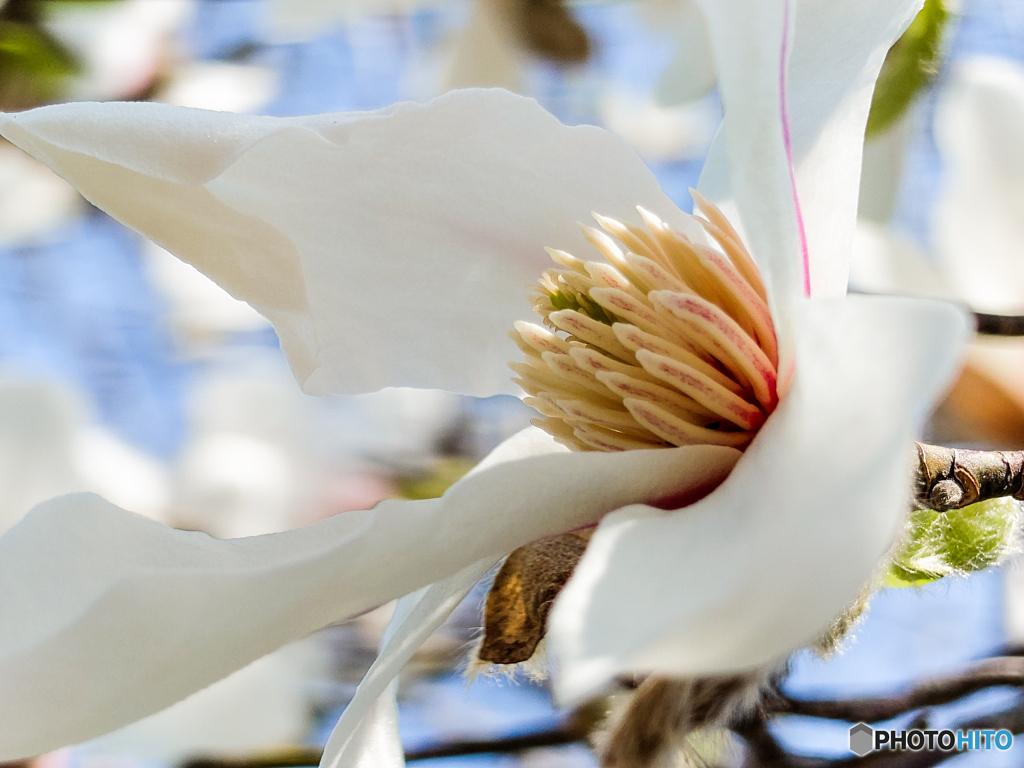 いつもの公園「桜前、こぶし大輪」