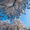sakura満開（４）