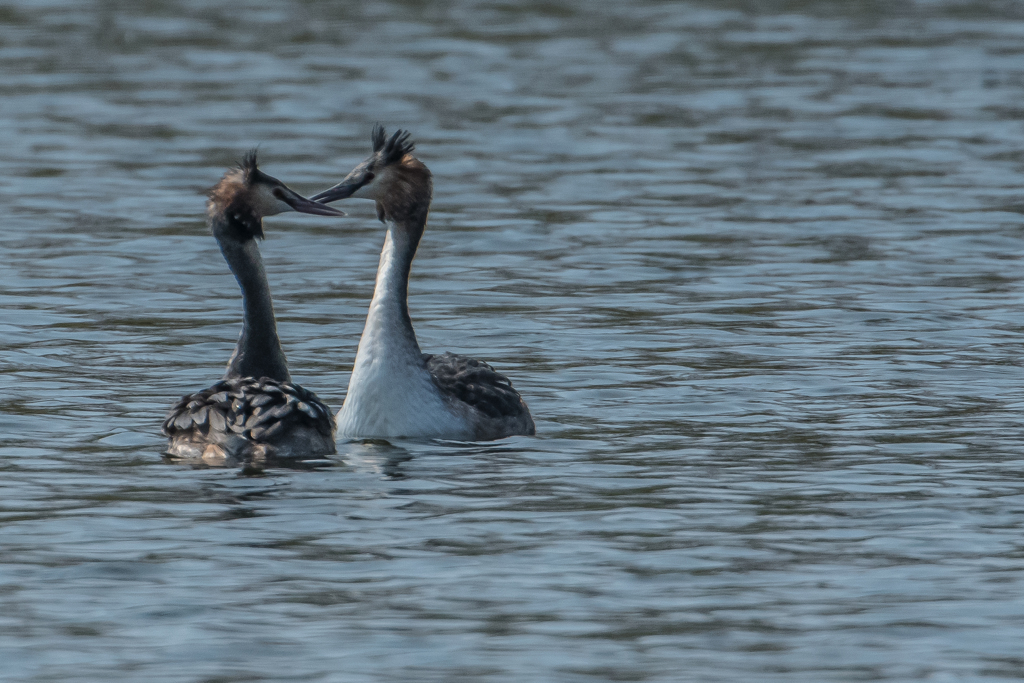 カンムリ比べ（カンムリカイツブリ）