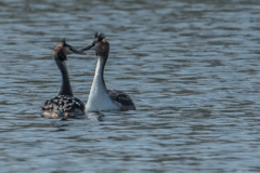 カンムリ比べ（カンムリカイツブリ）