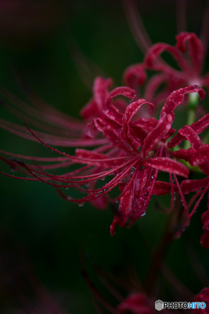 昨日、雨（権現堂公園曼珠沙華）（４）