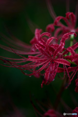 昨日、雨（権現堂公園曼珠沙華）（４）