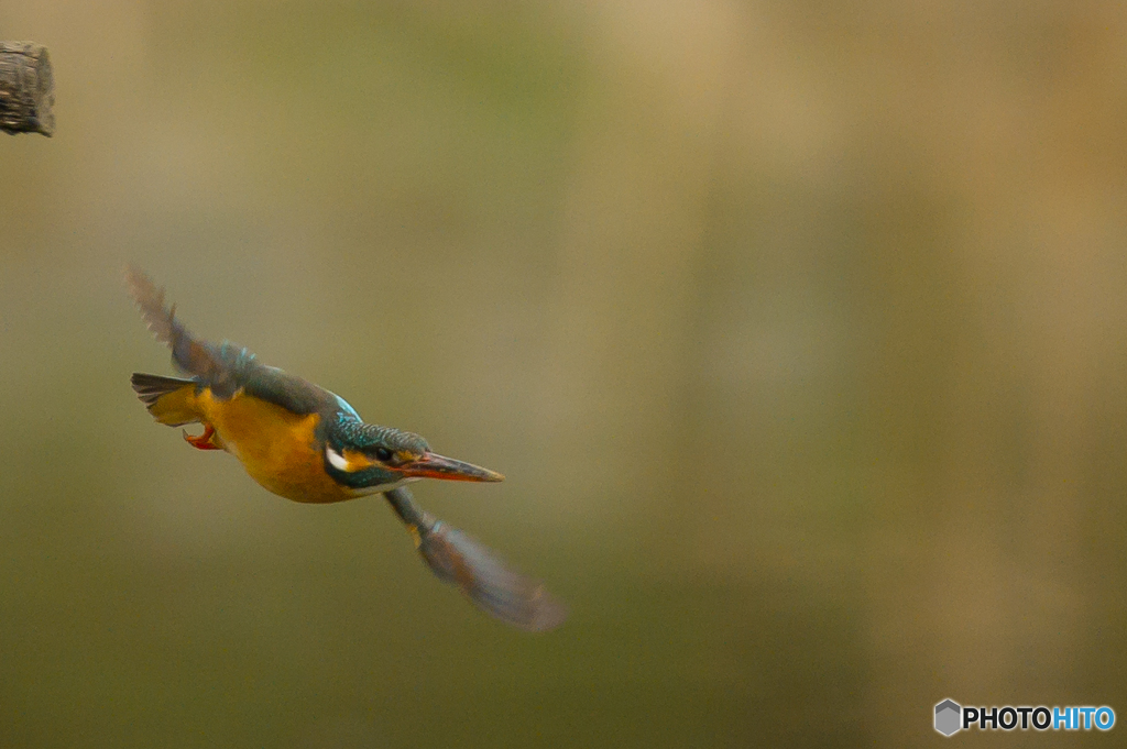 いつもの公園　カワセミ三景（２）