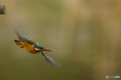 いつもの公園　カワセミ三景（２）