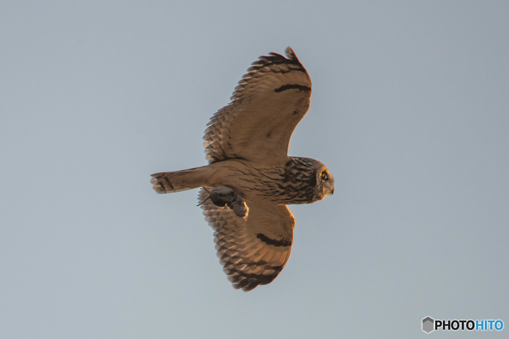 ハンターコミミ（２）