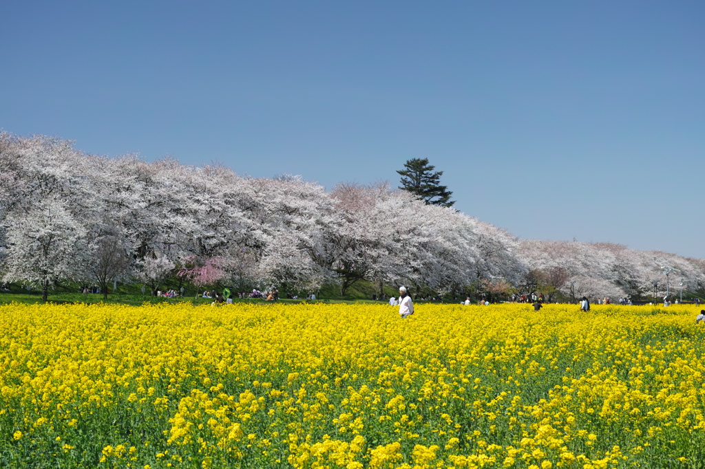 サクラ、菜の花と