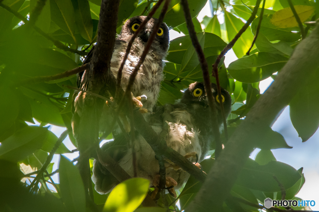 杜の兄弟（アオバズク）