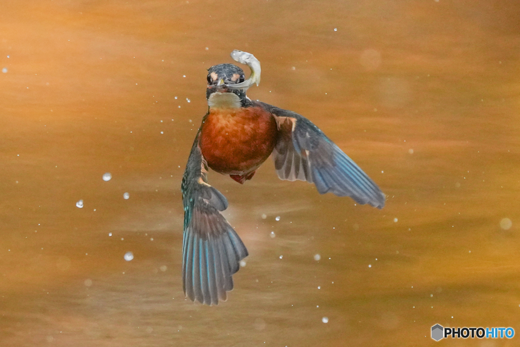 いつもの公園「魚の目AF」（３）