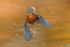 いつもの公園「魚の目AF」（３）