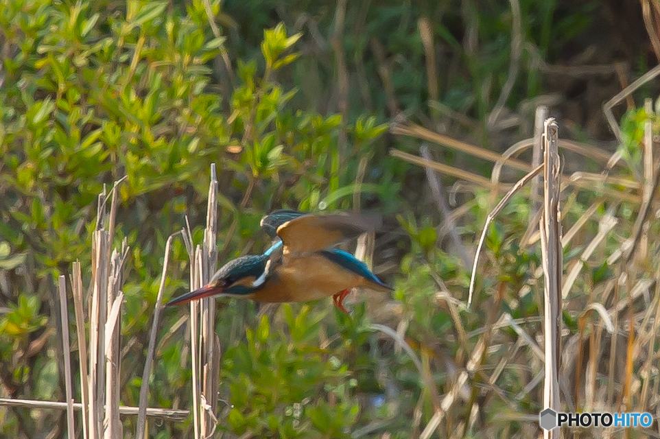 いつもの公園「カワセミ三葉」（３）