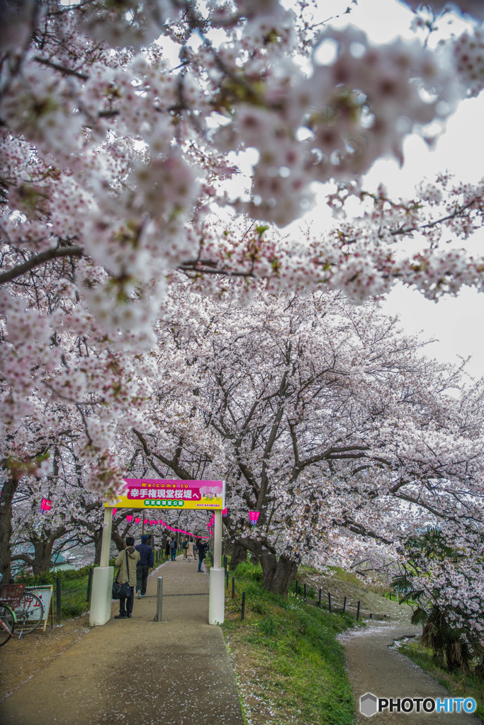 桜の樹の下で（埼玉県幸手市権現堂公園）（１）「歓迎」