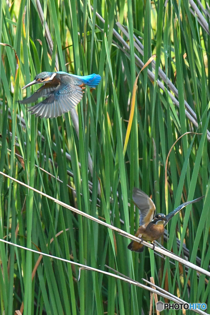 いつもの公園「カワセミ日記（5２）バトルフィールド（5）