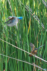 いつもの公園「カワセミ日記（5２）バトルフィールド（5）