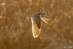 冬野人黄金の時（コミミズク）（３）