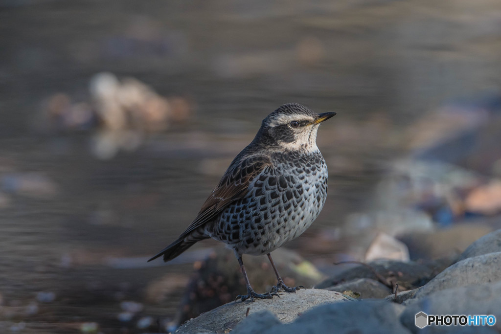 いつもの公園　美鳥三題「ツグミ」