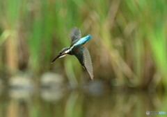 いつもの公園「飛翔」（２）