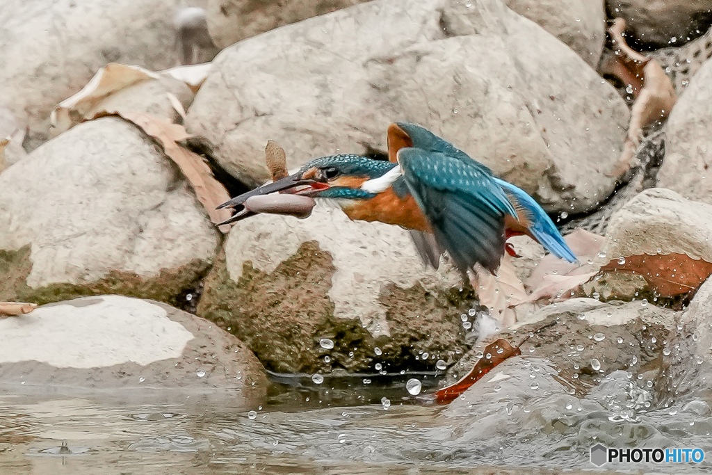 いつもの公園「泥鰌」