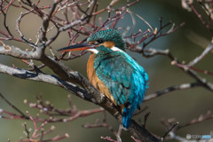 隣町の公園「カワセミ極彩」（１）