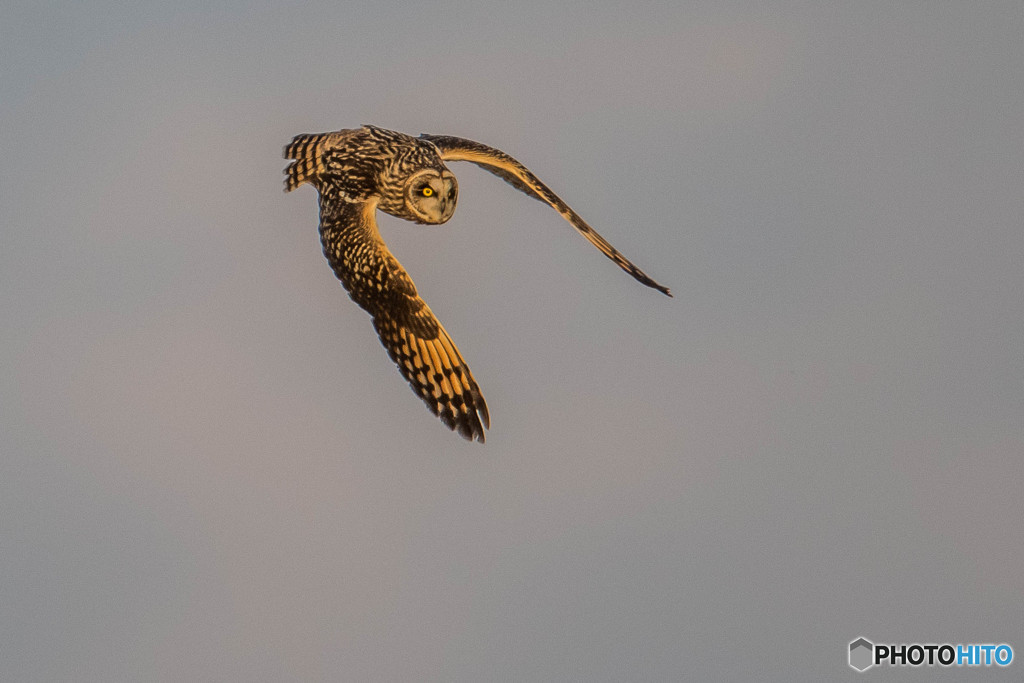 コミミズク、宙舞い（１）