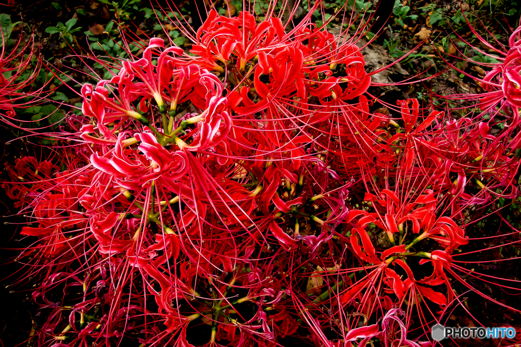 いつもの公園「飽和」（１）