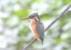 いつもの公園「カワセミ日記（４３）」
