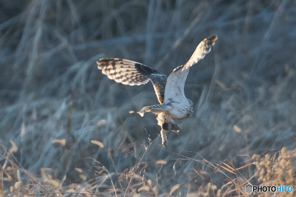 持ってます。（コミミズク）（２）