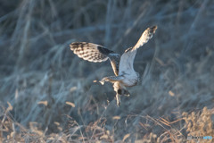 持ってます。（コミミズク）（２）