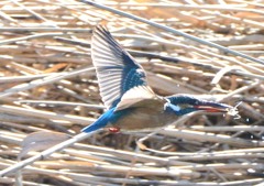 本年、初カワセミ　「カワセミ去る」