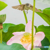 蓮華座の主