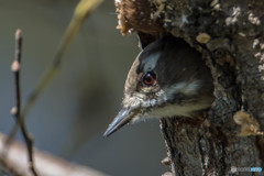 いつもの公園「赤目」（コゲラ）