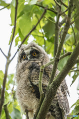 トラフズクの木「トラフズクの木」