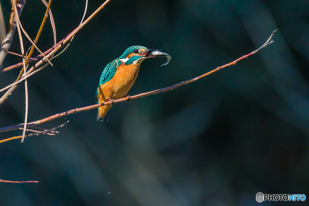 いつもの公園「勤労感謝の日」（２）