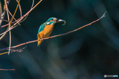 いつもの公園「勤労感謝の日」（２）