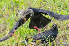 いつもの公園「追う眼」