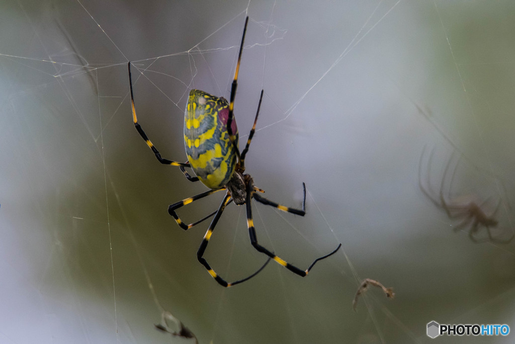 いつもの公園「蜘蛛」（ジョロウグモ）（１）