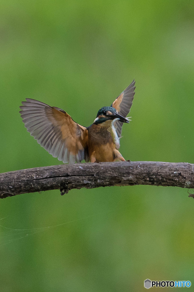 いつもの公園「お持ち帰り」（４）