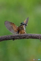 いつもの公園「お持ち帰り」（４）
