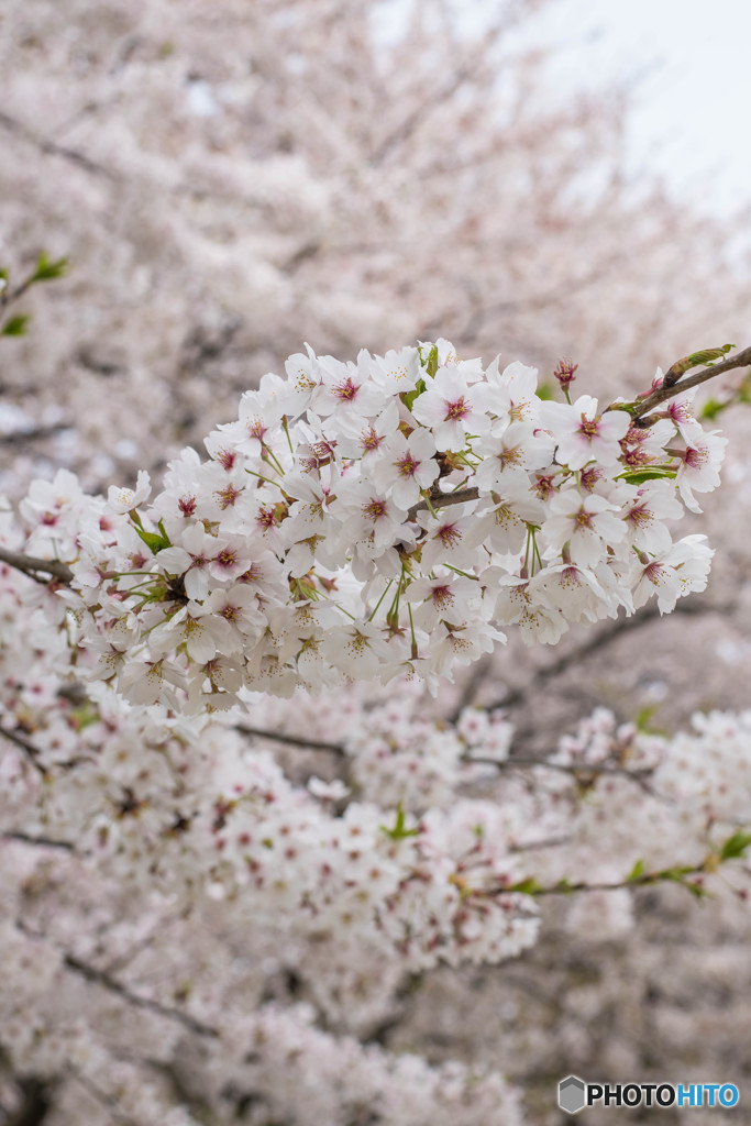 春桜