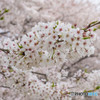 春桜