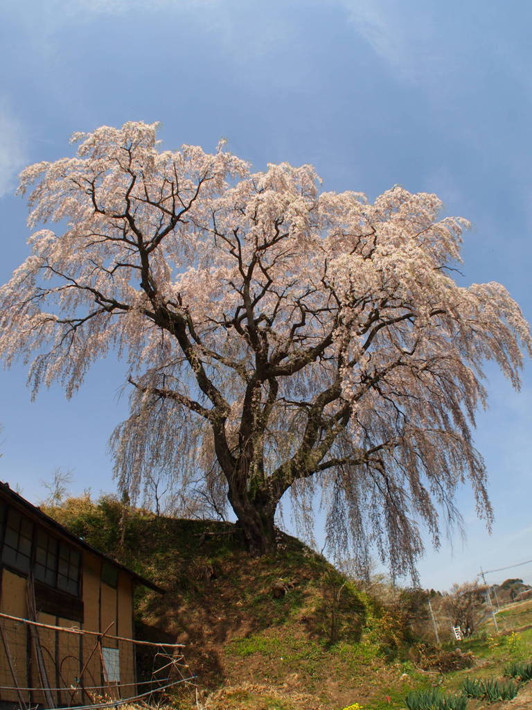 里桜