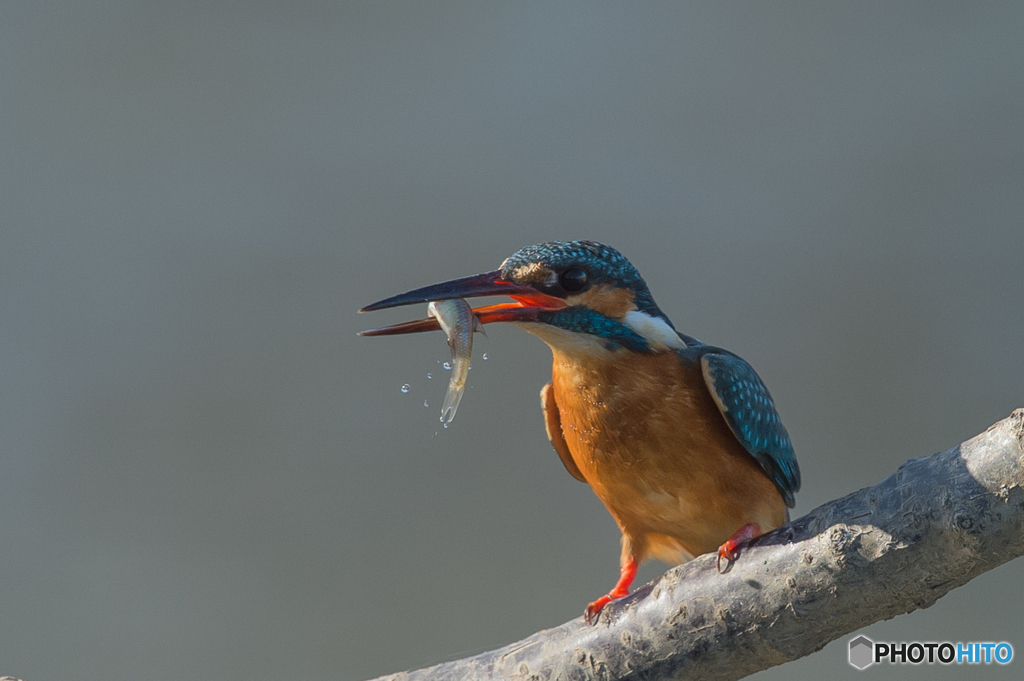 いつもの公園「エビです。」（１）