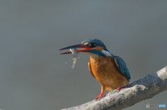 いつもの公園「エビです。」（１）