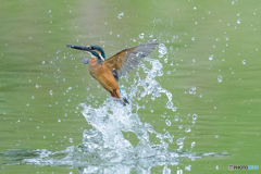 いつもの公園「美滴」