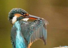 いつもの公園「カワセミ日記」　「右上げて」