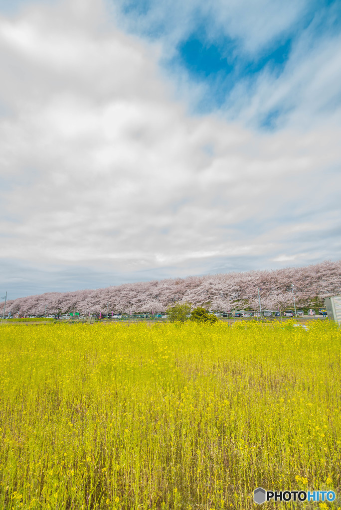 桜の樹の下で（埼玉県幸手市権現堂公園）（１７）「さくら風」