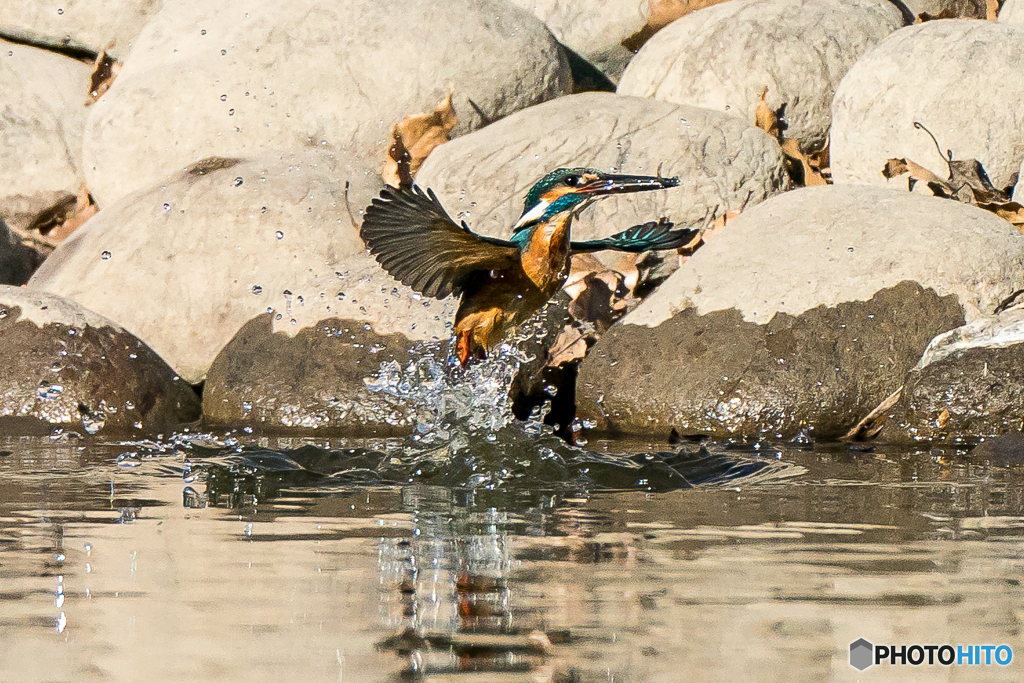 いつもの公園「左良し」（２）
