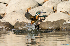 いつもの公園「左良し」（２）