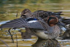 いつもの公園「コガモ悠々」