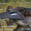 いつもの公園「コガモ悠々」